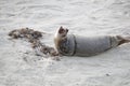 Baby Seal with pink tongue at Children\'s Pool Beach - Pacific Harbor Seal
