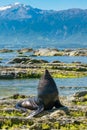 Baby seal playing on rock seacoast Royalty Free Stock Photo