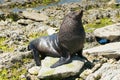 Baby seal playing on rock seacoast Royalty Free Stock Photo