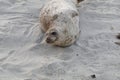 Baby Seal in the sand at Children\'s Pool Beach - Pacific Harbor Seal