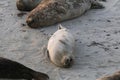 Baby Seal in the sand at Children\'s Pool Beach - Pacific Harbor Seal