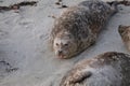 Baby Seal with pink tongue at Children\'s Pool Beach - Pacific Harbor Seal