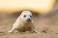 Young Grey Seal pup on the beach in Norfolk, UK. Royalty Free Stock Photo