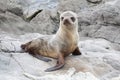 Baby seal on the rocks of Kaikoura Royalty Free Stock Photo