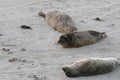 Baby Seal in the sand at Children\'s Pool Beach - Pacific Harbor Seal