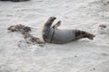 Baby Seal in the sand at Children\'s Pool Beach - Pacific Harbor Seal