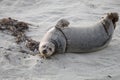 Baby Seal in the sand at Children\'s Pool Beach - Pacific Harbor Seal