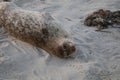 Baby Seal in the sand at Children\'s Pool Beach - Pacific Harbor Seal