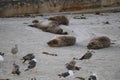 Baby Seal in the sand at Children\'s Pool Beach - Pacific Harbor Seal