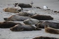 Baby Seal in the sand at Children's Pool Beach - Pacific Harbor Seal