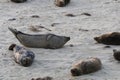 Baby Seal in the sand at Children\'s Pool Beach - Pacific Harbor Seal