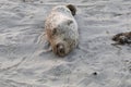 Baby Seal in the sand at Children\'s Pool Beach - Pacific Harbor Seal