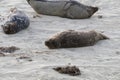 Baby Seal in the sand at Children's Pool Beach - Pacific Harbor Seal