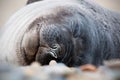 Baby Seal Sleeping