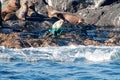 Baby seal strangling in discarded rope