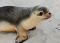 Baby Seal Waddling At Seal Bay Kangaroo SA Australia Royalty Free Stock Photo