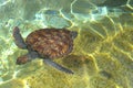 Baby seaturtle Royalty Free Stock Photo