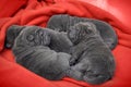 Baby sharpei puppies Sleeping Royalty Free Stock Photo