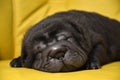 Baby sharpei puppy Sleeping Royalty Free Stock Photo