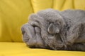 Baby sharpei puppy Sleeping