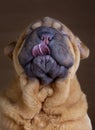 Baby sharpei tongue Royalty Free Stock Photo