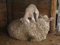 Baby sheep climbing mother