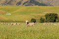 Baby sheep farm over glass field, New Zealand Royalty Free Stock Photo