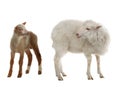 baby sheep and female sheep on a white Royalty Free Stock Photo