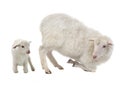 Baby and sheep on a white Royalty Free Stock Photo