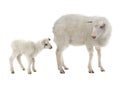 Baby and sheep on a white Royalty Free Stock Photo