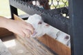 Lamb feeding from milk bottle Royalty Free Stock Photo