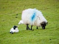 Baby sheep and mom