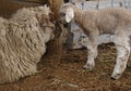 Baby sheep nuzzling mother