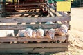 Baby sheep head coming out from the wooden sheep pen at the farm Royalty Free Stock Photo