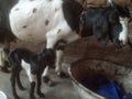 Baby shegoat with mom with lovely moment