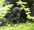 Baby siamang ape with mom in a grass field