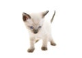 Baby Siamese Royalty Free Stock Photo