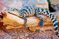 Baby Siamese Crocodile On Log Royalty Free Stock Photo