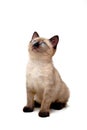 Baby Siamese Kitten Royalty Free Stock Photo