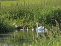Baby Signets slide into River Royalty Free Stock Photo