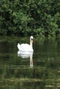 Swans and signets Elegant birds