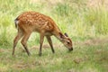 Baby the sika deer Cervus nippon Royalty Free Stock Photo