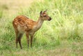 Baby the sika deer Cervus nippon Royalty Free Stock Photo