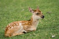 Baby Sika Deer (Cervus nippon) at Nara Royalty Free Stock Photo