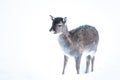 Baby Sika deer,  Cervus nippon, spotted deer ,  walking in the snow on a white background Royalty Free Stock Photo