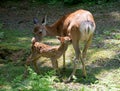 Baby Sika Deer and Mum Royalty Free Stock Photo