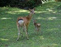 Baby Sika Deer and Mum Royalty Free Stock Photo