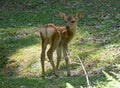 Baby Sika Royalty Free Stock Photo