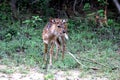 Baby Sika deer in Sri Lanka Royalty Free Stock Photo