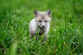 Baby silver fox Royalty Free Stock Photo